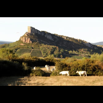 La roche et les charolaises